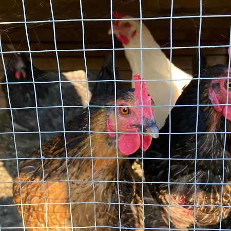 Le Chut - Piscine & Jacuzzi - 11 A 14 Personnes Σπίτι διακοπών Rangen